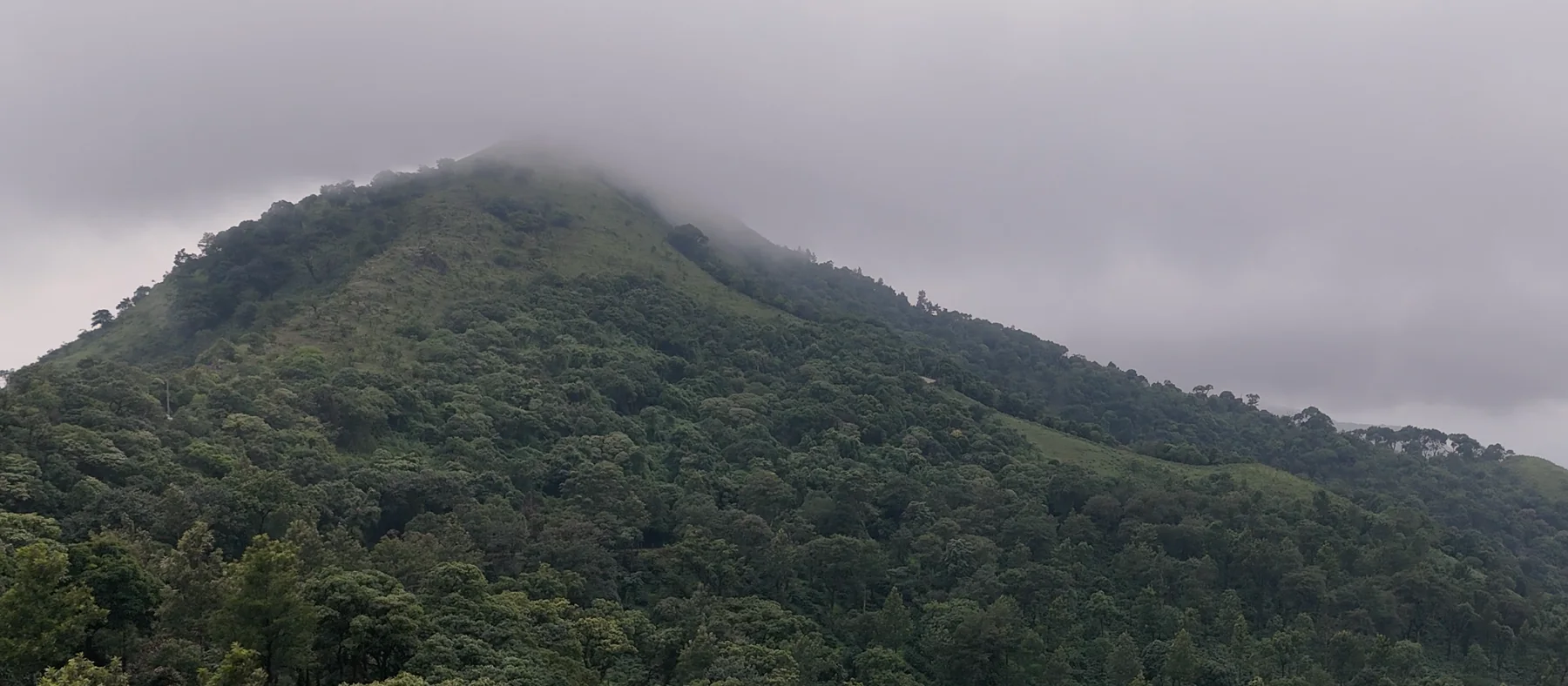 Yercaud growing region